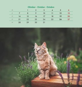Schmusekatzen 2025 - Postkartenkalender 16x17 cm - Katzen - zum Aufstellen oder Aufhängen - Monatskalendarium - Gadget - Mitbringsel - Alpha Edition