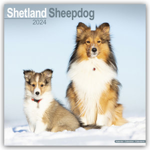 Shetland Sheepdog - Shelties 2024 - 16-Monatskalender