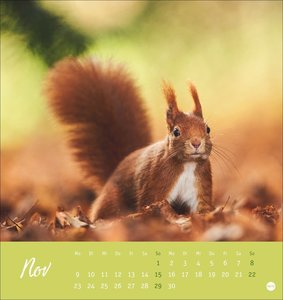 Eichhörnchen Postkartenkalender 2026