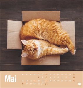 Tierisch entspannte Katzen Postkartenkalender 2026