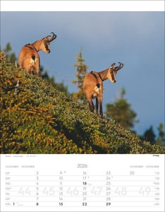 Tiere der Alpen Kalender 2026