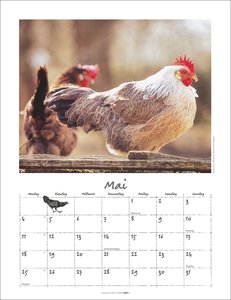 Der Hühnerkalender 2026