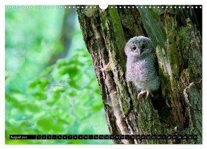 Strix aluco ... der Waldkauz (Wandkalender 2024 DIN A3 quer), CALVENDO Monatskalender