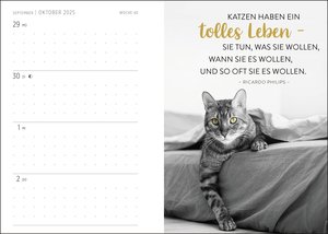 Buchkalender 2025: Für Katzenfreunde