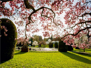 CALVENDO Puzzle Magnolienblüte im Maurischen Garten der Wilhelma 1000 Teile Lege-Größe 64 x 48 cm Foto-Puzzle Bild von Dieterich Werner