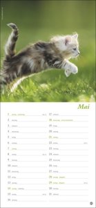 Katzen slim - Auf sanften Pfoten Kalender 2023. Tierkalender mit viel Platz für Termine und Notizen und unwiderstehlichen Katzenfotos. Dekorativer Langplaner für Übersicht und Organisation.