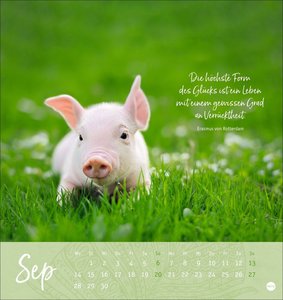 Tage voller Glück Postkartenkalender 2026