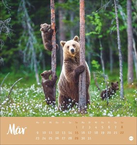 Bärenstark Postkartenkalender 2026