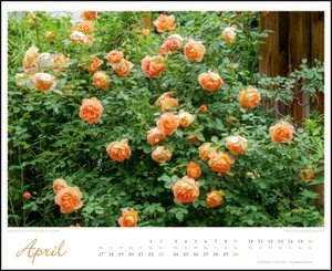 Im Rosengarten 2023 - DUMONT Garten-Kalender - Querformat 52 x 42,5 cm - Spiralbindung