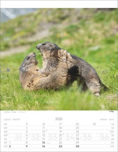 Tiere der Alpen Kalender 2026