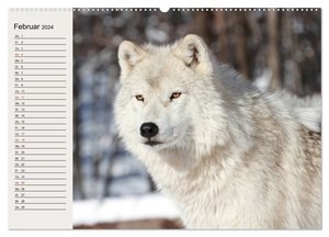 Wölfe. Verwegene Anmut (Wandkalender 2024 DIN A2 quer), CALVENDO Monatskalender