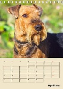 Airedale Terrier - Temperament auf 4 Pfoten (Tischkalender 2021 DIN A5 hoch)