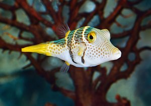 Zauberhafte Fische - Aquarienfotografie