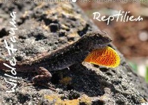 Wilde Fauna - Reptilien