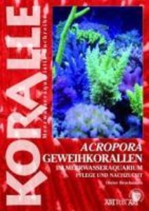 Acropora - Geweihkorallen im Meerwasseraquarium