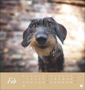 Dackel Postkartenkalender 2022