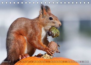 Eichhörnchen Momentaufnahmen fürs Herz (Tischkalender 2023 DIN A5 quer)