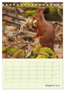 Waldmomente (Tischkalender 2024 DIN A5 hoch), CALVENDO Monatskalender