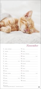 Katzen slim - Auf sanften Pfoten Kalender 2023. Tierkalender mit viel Platz für Termine und Notizen und unwiderstehlichen Katzenfotos. Dekorativer Langplaner für Übersicht und Organisation.
