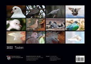 Tauben 2022 - Black Edition - Timokrates Kalender, Wandkalender, Bildkalender - DIN A3 (42 x 30 cm)