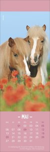 Pferde Lesezeichen & Kalender 2024. Tolle Pferdefotos in kleinem Format. Zweifach verwendbar, ein hübscher kleiner Tierkalender. Perfekt als kleine Aufmerksamkeit für Pferdeliebhaber.