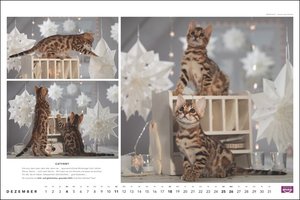 Whiskas Katzenkalender 2022