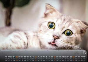 Miau Kids - kleine Tiger ganz groß - Der Katzenkalender - 2022 - Kalender DIN A2