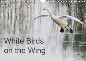White Birds on the Wing
