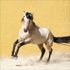 Horses 2025