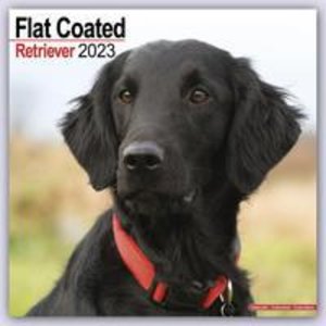 Flat-Coated Retriever 2023 - 16-Monatskalender