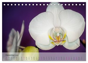 Phalaenopsis - die zauberhafte Welt der Orchideen (Tischkalender 2024 DIN A5 quer), CALVENDO Monatskalender