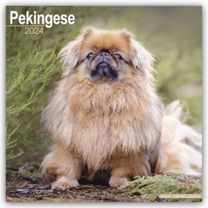 Pekingese - Pekinesen 2024 - 16-Monatskalender