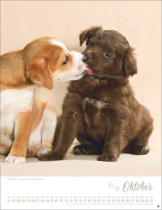 Hundekinder Posterkalender 2026