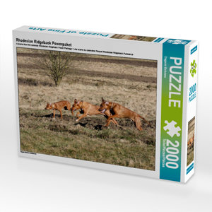 CALVENDO Puzzle Rhodesian Ridgeback Powerpaket 2000 Teile Puzzle quer