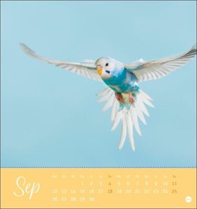 Freche Wellensittiche Postkartenkalender 2022