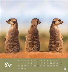 Erdmännchen Postkartenkalender 2026