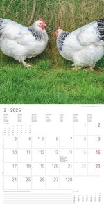 Alpha Edition - Hühner 2025 Broschürenkalender, 30x30cm, Kalender mit hochwertigen Hühner-Bildern, Mondphasen, Notizmöglichkeiten, Ferientermine DE/AT/CH und internationales Kalendarium