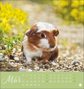 Kuschelige Meerschweinchen Postkartenkalender 2023 von Monika Wegler. Kleiner Kalender mit Porträts der putzigen Nager. Jeden Monat eine neue Postkarte aus dem Fotokalender.