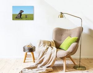 Premium Textil-Leinwand 45 cm x 30 cm quer Weimaraner und Jack Russel  Terrier auf dem Feld