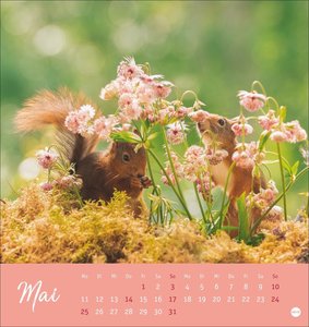 Eichhörnchen Postkartenkalender 2026
