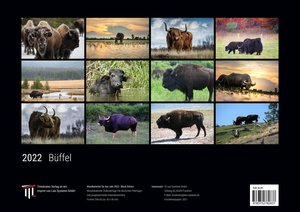 Büffel 2022 - Black Edition - Timokrates Kalender, Wandkalender, Bildkalender - DIN A3 (42 x 30 cm)