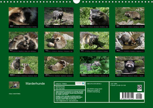 Marderhunde