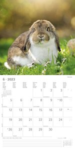 Kaninchen 2023 - Broschürenkalender 30x30 cm (30x60 geöffnet) - Kalender mit Platz für Notizen - Rabbits - Bildkalender - Wandplaner - Wandkalender
