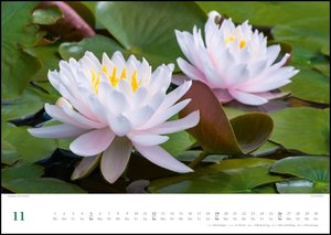 Seerosen 2023 - Bildkalender 42x29,7 cm - Blumenkalender im Querformat - Blumen - Wandplaner - Wandkalender