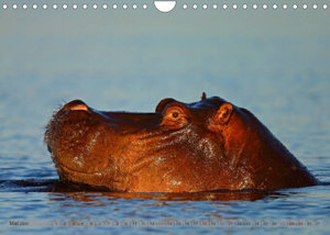 Flusspferde Magie des Augenblicks - Hippos in Afrika (Wandkalender 2023 DIN A4 quer)