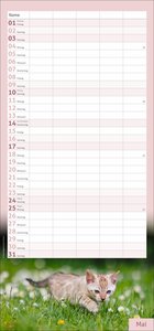 times&more Katzen Familienplaner 2026