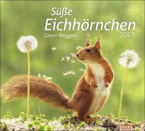 times&more Eichhörnchen Bildkalender 2022