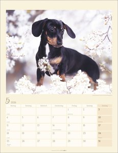 Dackel Kalender 2026