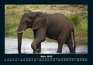 Elefanten Kalender 2022 Fotokalender DIN A4