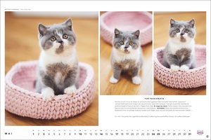 Whiskas Katzenkalender 2026